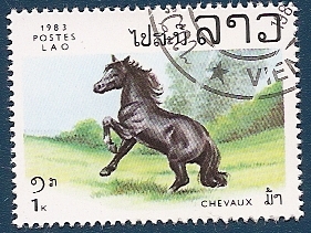 Caballo de capa negra