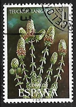 Flora -Teucrium lanigerum