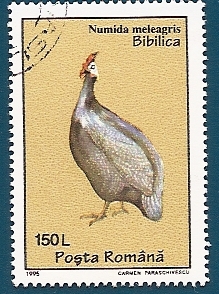 Gallina de Guinea - pintada común