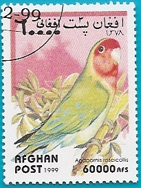 AVES - Agapornis roseicollis