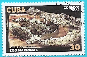 Cocodrilo cubano - Zoo Nacional de Cuba