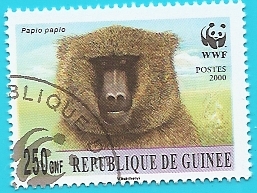 Papión de Guinea  WWF
