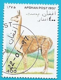 Vicuña