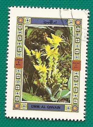 UMM AL QUIWAIN - flores