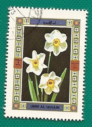 UMM AL QUIWAIN - flores