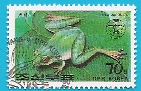 Hyla japonica - Rana arborícola japonesa