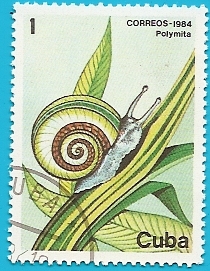Polymita - caracol endémico de Cuba