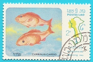 Carpa común - peces del Mekong