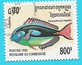 Paracanthurus hapatus - pez paleta de pintor