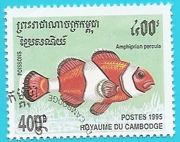 Amphiprion percula - pez payaso