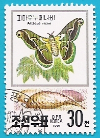 Mariposa de seda del ricino - Attacus ricini