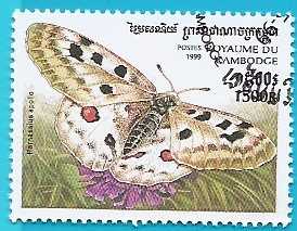 Mariposa Apolo - Parnassius apollo