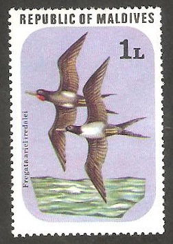 Aves de las Islas Malvinas, fregata ariel iredalei