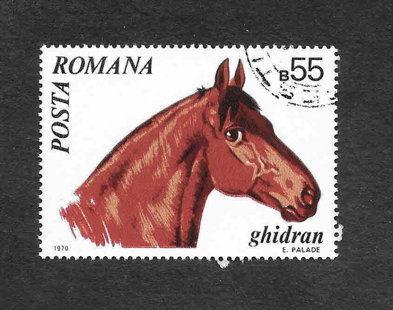 2211 - Caballo Hungaro Ghidran