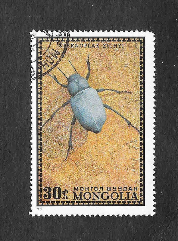 669 - Escarabajo