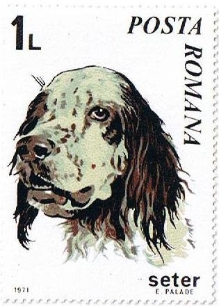 Perros 71, Setter (Canis lupus familiaris)