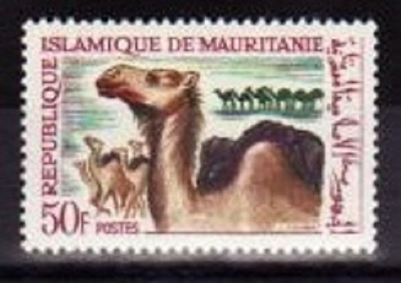 221 - Camello