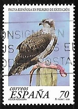 Fauna española en peligro de extinción - Águila pescadora
