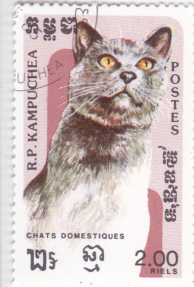 GATO DOMÉSTICO