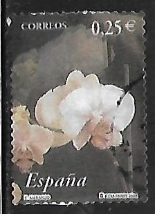 La flor y el paisaje - Naranjo 