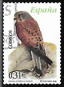 Flora y Fauna - Cernícalo común