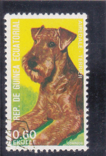 perro de raza- Terrier