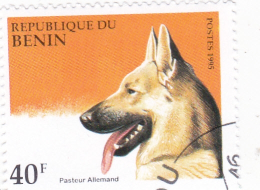 perro de raza- pastor alemán 