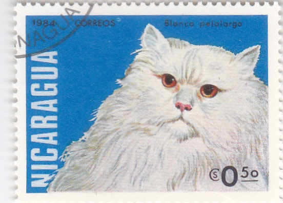 gato blanco pelolargo 