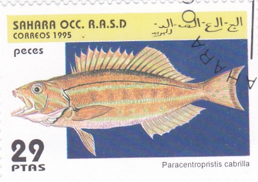 peces- paracentropristis cabrilla