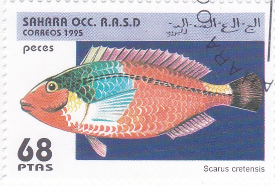 peces- scarus cretensis