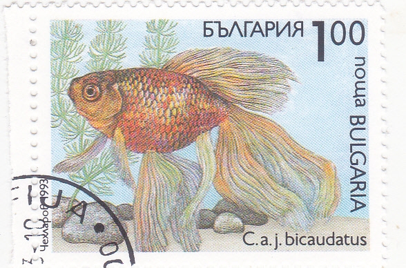 pez tropical-bicaudatus