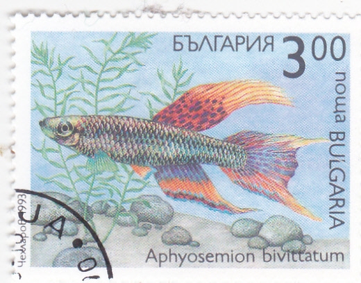 pez tropical- aphyosemion bivittatum