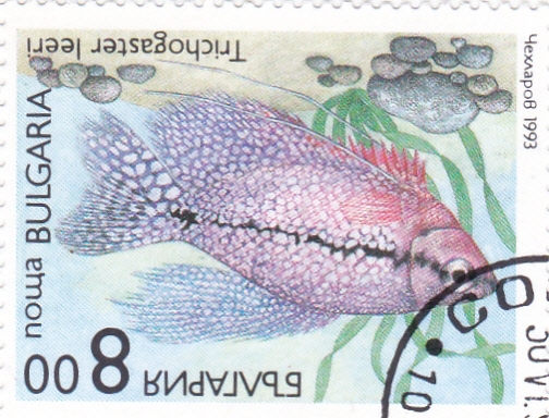 pez tropical- trichogaster leeri