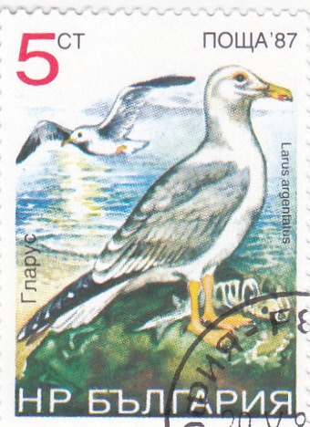 aves- larus argentatus