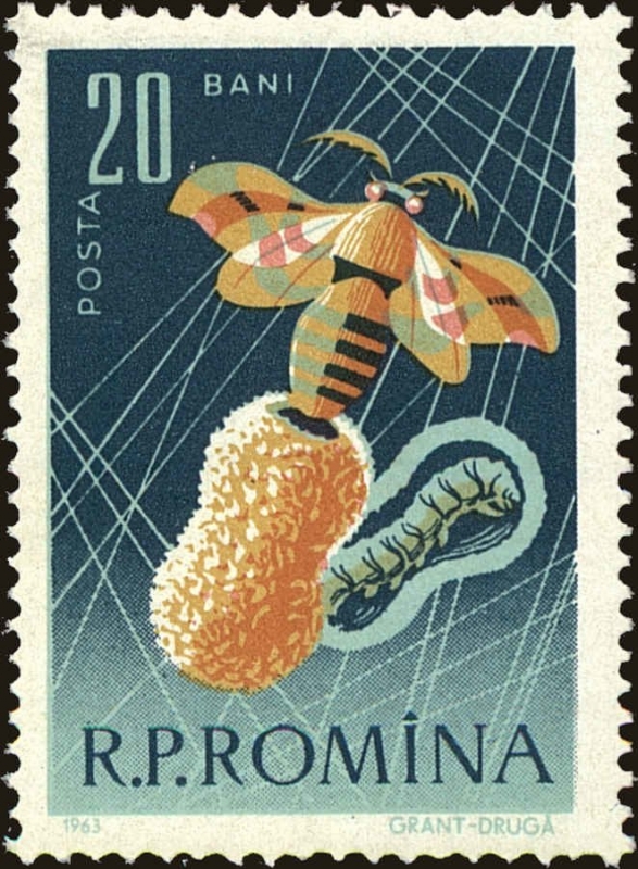 Sericultura y apicultura,Capullo de la Polilla de la Seda (Bombyx mori) 