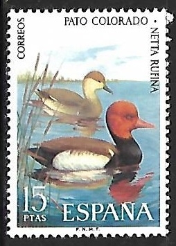 Fauna Hispánica - Pato Colorado