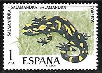 Fauna Hispánica - Salamandra