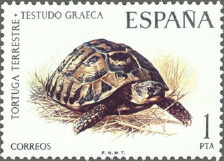 ESPAÑA 1974 2192 Sello Nuevo Fauna Hispanica Tortuga Terrestre