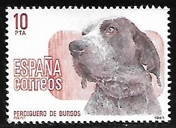 Perros de raza española  - Perdiguero de Burgos