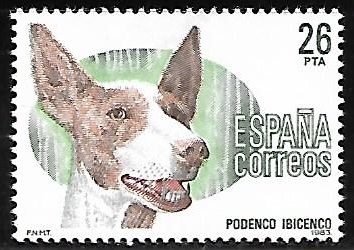 Perros de raza española - Podenco Ibicenco