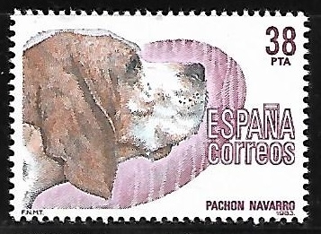 Perros de raza española - Pachon Navarro