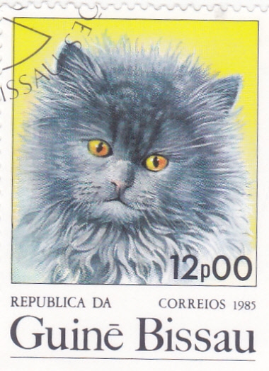 GATO DOMÉSTICO