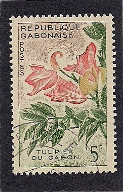 Tulipan de gabon