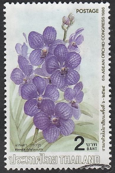 1157 - Orquídea