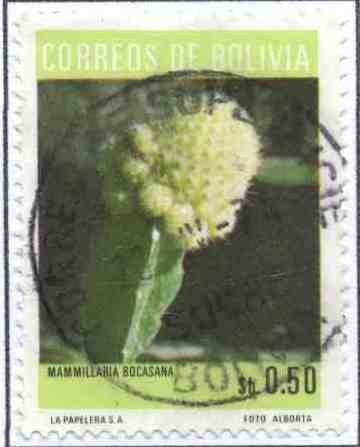 Flora boliviana - Cactus