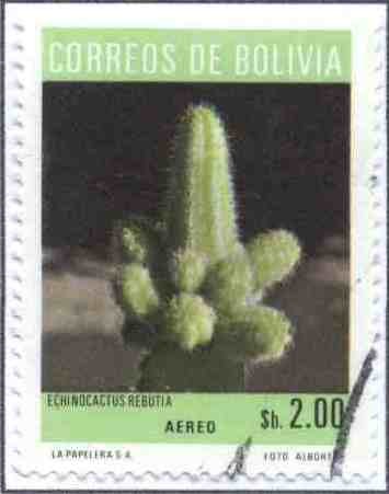 Flora boliviana - Cactus