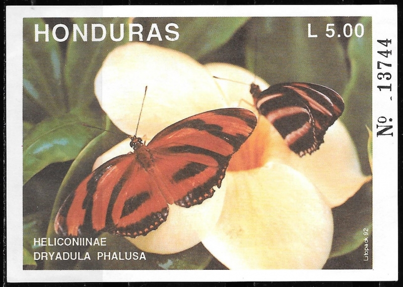 Heliconiinae Dryadula Phalusa