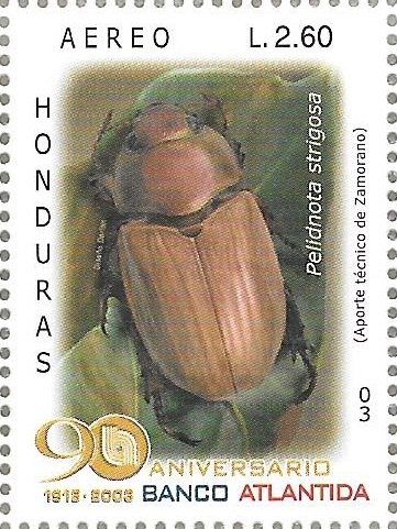 Coleópteros de Honduras