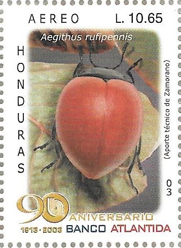 Coleópteros de Honduras