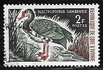 Spur-winged Goose  ganso